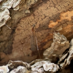 Limoniidae (family) (Unknown Limoniid Crane Fly) at Mulligans Flat - 4 Jan 2024 by Hejor1