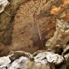 Limoniidae (family) at Mulligans Flat - 4 Jan 2024 02:59 PM