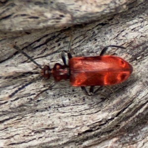 Lemodes coccinea at Mulligans Flat - 4 Jan 2024