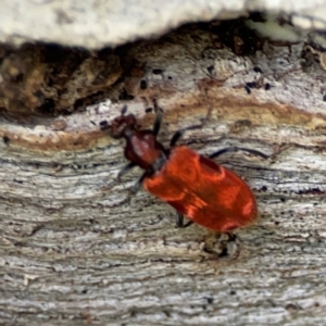 Lemodes coccinea at Mulligans Flat - 4 Jan 2024