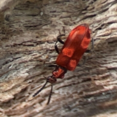 Lemodes coccinea at Mulligans Flat - 4 Jan 2024