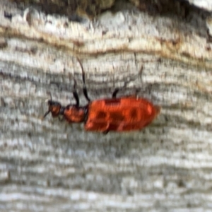 Lemodes coccinea at Mulligans Flat - 4 Jan 2024