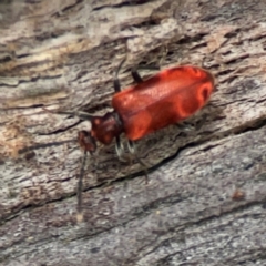 Lemodes coccinea at Mulligans Flat - 4 Jan 2024