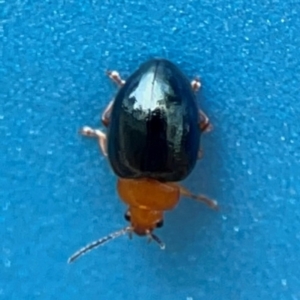 Nisotra sp. (genus) at Forde, ACT - 4 Jan 2024