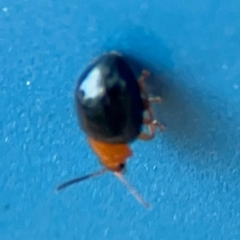 Nisotra sp. (genus) at Forde, ACT - 4 Jan 2024