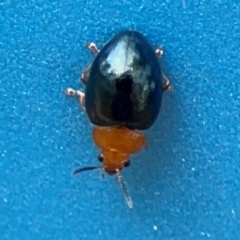 Nisotra sp. (genus) at Forde, ACT - 4 Jan 2024 03:11 PM