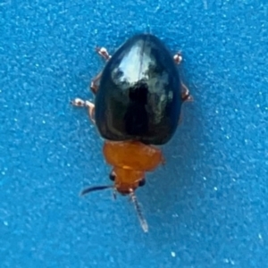 Nisotra sp. (genus) at Forde, ACT - 4 Jan 2024 03:11 PM