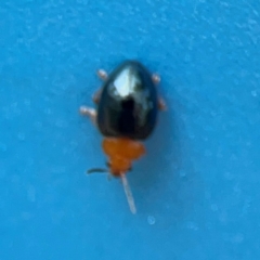 Adoxia sp. (genus) at Forde, ACT - 4 Jan 2024