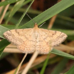 Scopula rubraria (Reddish Wave, Plantain Moth) at Haig Park - 4 Jan 2024 by ConBoekel