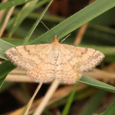 Scopula rubraria (Reddish Wave, Plantain Moth) at City Renewal Authority Area - 4 Jan 2024 by ConBoekel