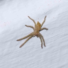 Unidentified Huntsman spider (Sparassidae) at Turner, ACT - 31 Dec 2023 by ConBoekel