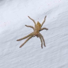 Neosparassus sp. (genus) (Badge huntsman) at Turner, ACT - 31 Dec 2023 by ConBoekel