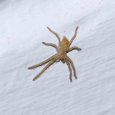 Neosparassus sp. (genus) (Badge huntsman) at Turner, ACT - 31 Dec 2023 by ConBoekel