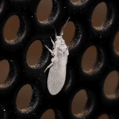 Unidentified Psyllid, lerp, aphid or whitefly (Hemiptera, several families) at Turner, ACT - 31 Dec 2023 by ConBoekel