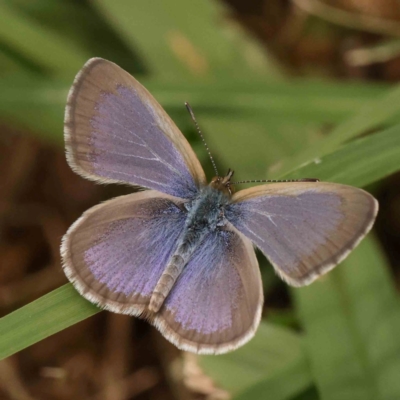 Zizina otis (Common Grass-Blue) at City Renewal Authority Area - 4 Jan 2024 by ConBoekel