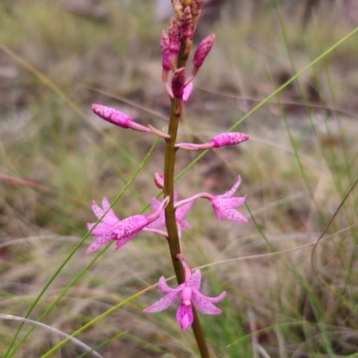 Dipodium roseum (Rosy Hyacinth Orchid) at QPRC LGA - 4 Jan 2024 by Csteele4