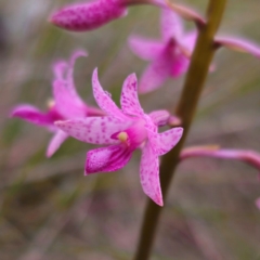 Dipodium roseum at QPRC LGA - 4 Jan 2024