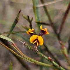 Daviesia leptophylla (Slender Bitter Pea) at QPRC LGA - 4 Jan 2024 by Csteele4