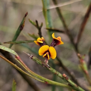 Daviesia leptophylla at QPRC LGA - 4 Jan 2024 07:22 PM