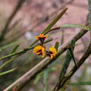 Daviesia leptophylla at QPRC LGA - 4 Jan 2024 07:22 PM