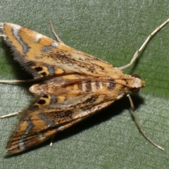 Cataclysta lampetialis (Acentropinae) at Brisbane City, QLD - 4 Jan 2024 by TimL