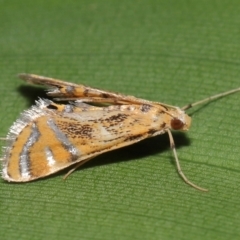 Cataclysta lampetialis at Brisbane City, QLD - 4 Jan 2024