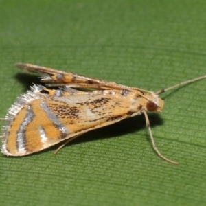 Cataclysta lampetialis at Brisbane City, QLD - 4 Jan 2024