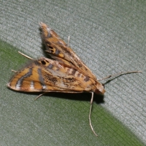 Cataclysta lampetialis at Brisbane City, QLD - 4 Jan 2024