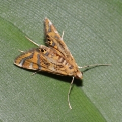 Cataclysta lampetialis at Brisbane City, QLD - 4 Jan 2024 10:26 AM