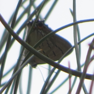 Jalmenus ictinus (Stencilled Hairstreak) at ANBG - 29 Dec 2023 by Christine