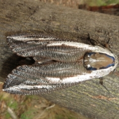 Endoxyla encalypti (Wattle Goat Moth) at ANBG - 29 Dec 2023 by Christine