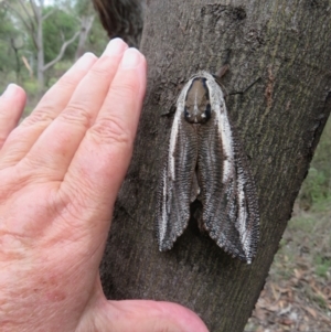 Endoxyla encalypti at ANBG - 29 Dec 2023