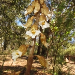 Gastrodia procera (Tall Potato Orchid) at Brindabella, ACT - 29 Dec 2023 by Christine