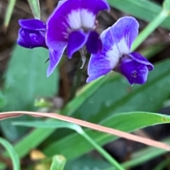 Glycine tabacina (Variable Glycine) at Red Hill, ACT - 4 Jan 2024 by KL