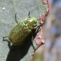 Diphucephala sp. (genus) (Green Scarab Beetle) at Brindabella, ACT - 29 Dec 2023 by Christine