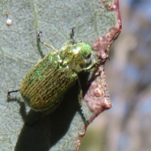 Diphucephala sp. (genus) at Namadgi National Park - 30 Dec 2023 10:49 AM