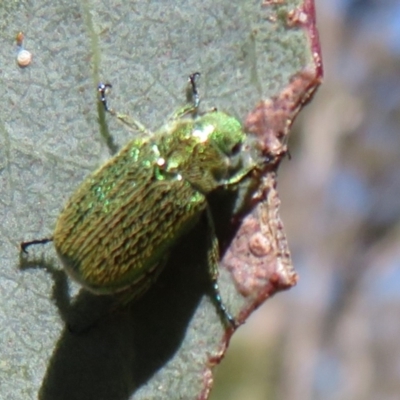 Diphucephala sp. (genus) (Green Scarab Beetle) at Namadgi National Park - 30 Dec 2023 by Christine