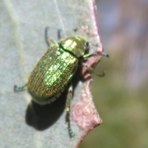 Diphucephala sp. (genus) at Namadgi National Park - 30 Dec 2023 10:49 AM