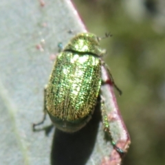 Diphucephala sp. (genus) at Namadgi National Park - 30 Dec 2023