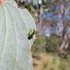 Diphucephala sp. (genus) at Namadgi National Park - 30 Dec 2023