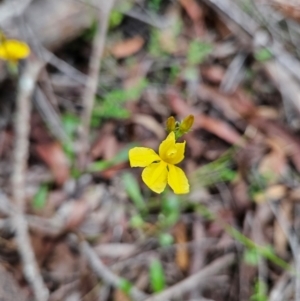 Goodenia bellidifolia subsp. bellidifolia at QPRC LGA - 3 Jan 2024 12:00 PM