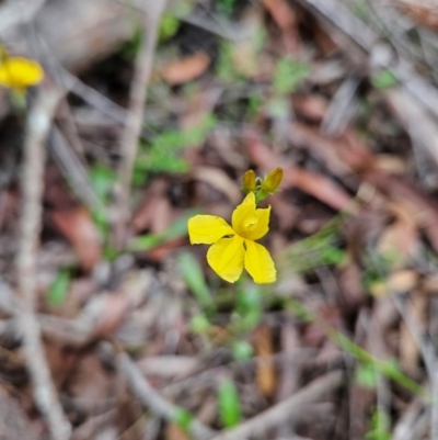 Goodenia bellidifolia subsp. bellidifolia (Daisy Goodenia) at QPRC LGA - 3 Jan 2024 by MatthewFrawley