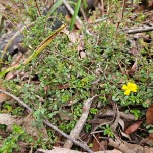 Hibbertia empetrifolia subsp. empetrifolia at QPRC LGA - 3 Jan 2024