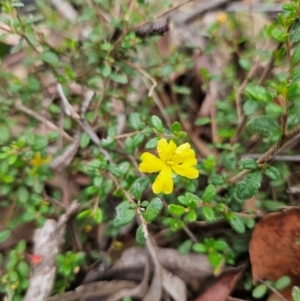 Hibbertia empetrifolia subsp. empetrifolia at QPRC LGA - 3 Jan 2024