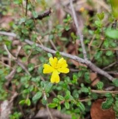 Hibbertia empetrifolia subsp. empetrifolia at QPRC LGA - 3 Jan 2024