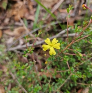 Hibbertia empetrifolia subsp. empetrifolia at QPRC LGA - 3 Jan 2024