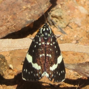 Idalima affinis at Namadgi National Park - 30 Dec 2023 11:27 AM