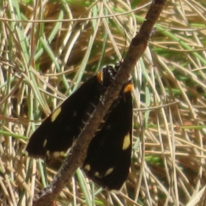 Idalima affinis at Namadgi National Park - 30 Dec 2023 11:27 AM