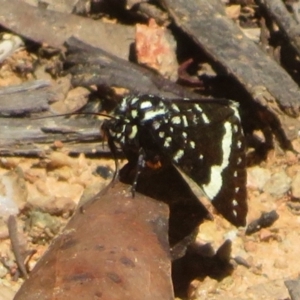 Idalima affinis at Namadgi National Park - 30 Dec 2023 11:27 AM