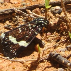 Idalima affinis at Namadgi National Park - 30 Dec 2023 11:27 AM